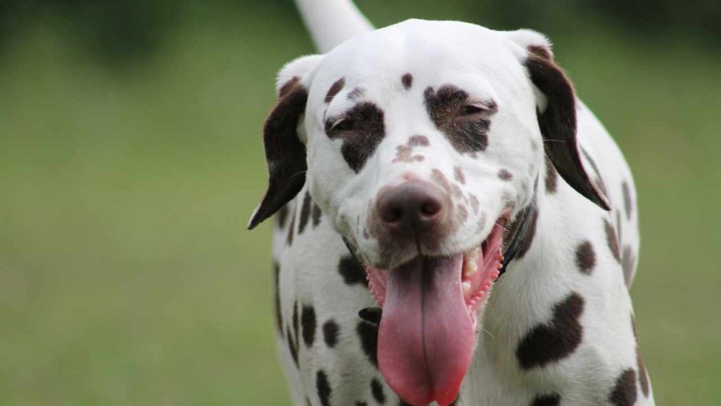 Dalmaçyalı Köpek Özellikleri 2 Dalmaçyalı Köpek Özellikleri: Dalmaçyalı Köpek, enerjik ve oyuncu bir köpektir.