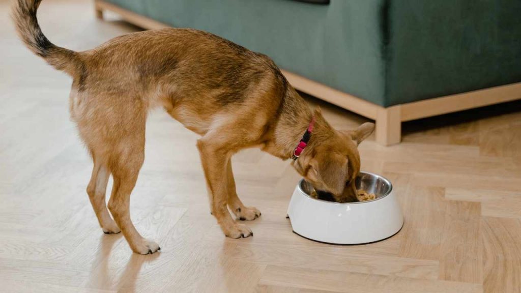 Köpekler Kedi Maması Yer Mi? 3 Kedi Maması Köpekler İçin Kötü Mü