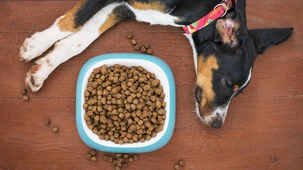 Köpekler Kedi Maması Yer Mi? 2 Köpekler Neden Kedi Maması Yer